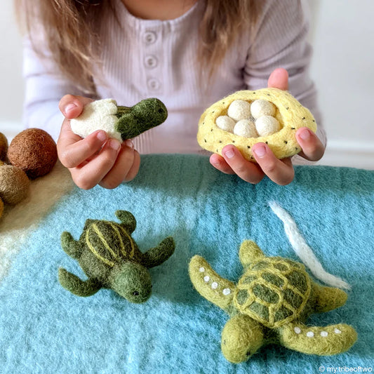 Tara Treasures | Life Cycle of a Green Sea Turtle